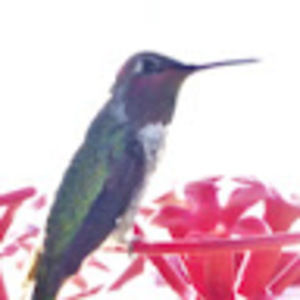 Meet your Posher, Christine